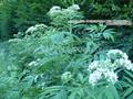 Sambucus ebulus